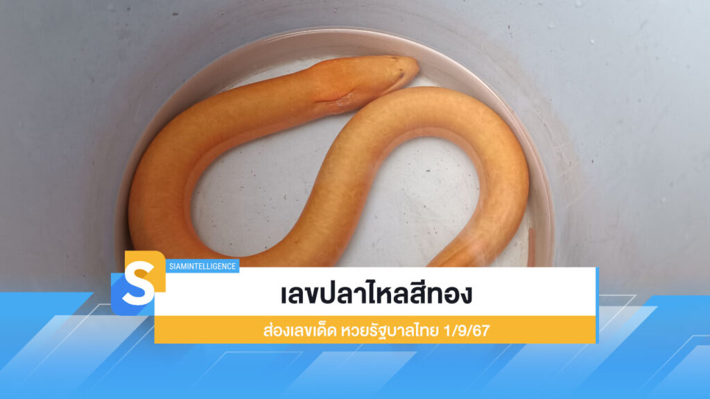 เลขปลาไหลสีทอง ส่องเลขเด็ด ลุ้นโชคหวยรัฐบาลไทย 1/9/67