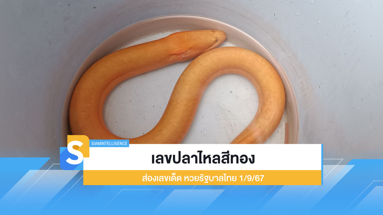 เลขปลาไหลสีทอง ส่องเลขเด็ด ลุ้นโชคหวยรัฐบาลไทย 1/9/67