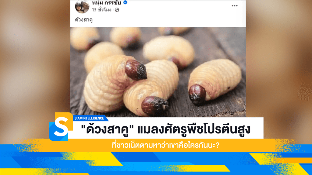 "ด้วงสาคู" แมลงศัตรูพืชโปรตีนสูง ที่ชาวเน็ตตามหาว่าเขาคือใครกันนะ?