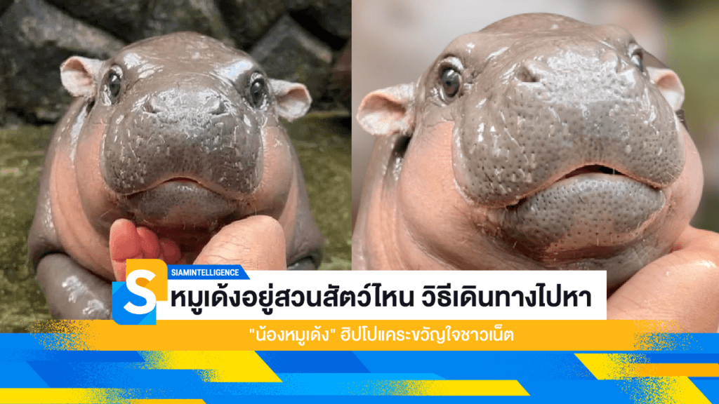 หมูเด้งอยู่สวนสัตว์ไหน วิธีเดินทางไปหา "น้องหมูเด้ง" ฮิปโปแคระขวัญใจชาวเน็ต