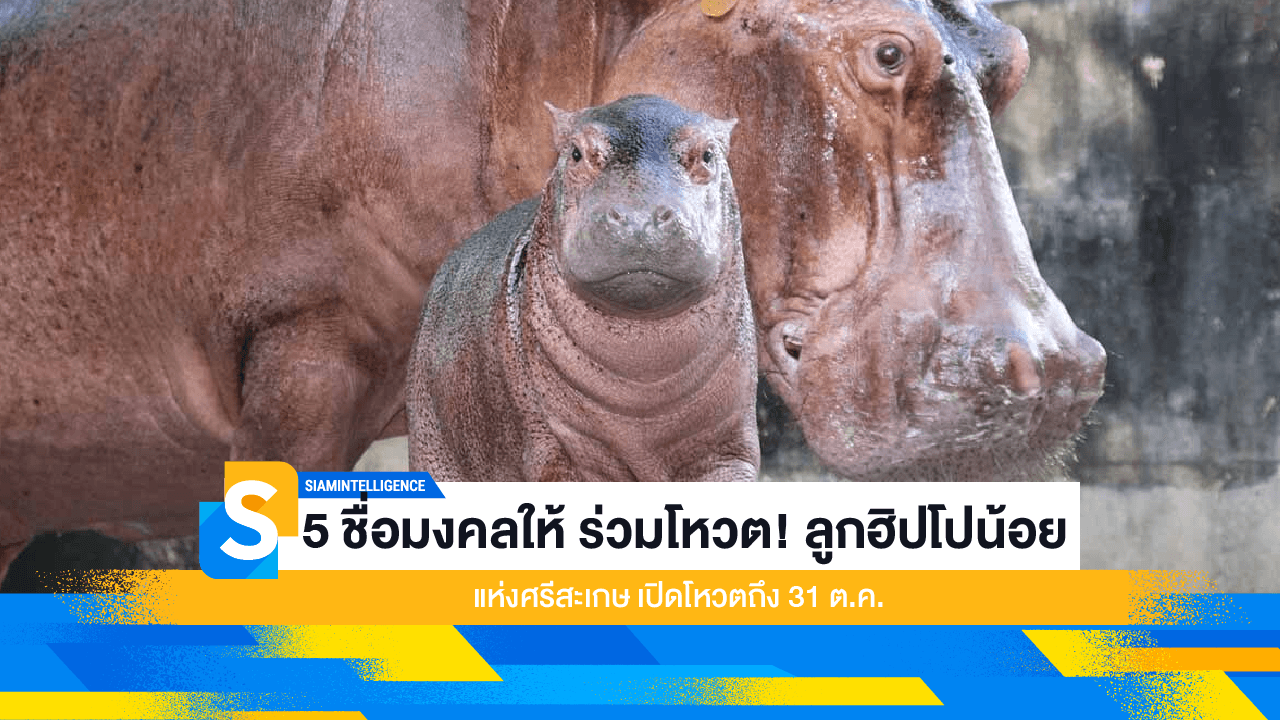 5 ชื่อมงคลให้ ร่วมโหวต! ลูกฮิปโปน้อยแห่งศรีสะเกษ เปิดโหวตถึง 31 ต.ค.