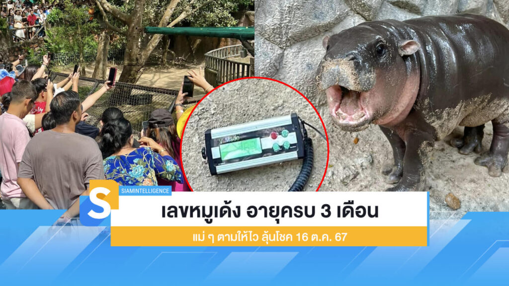 เลขหมูเด้ง อายุครบ 3 เดือน แม่ ๆ ตามให้ไว ลุ้นโชค 16 ต.ค. 67
