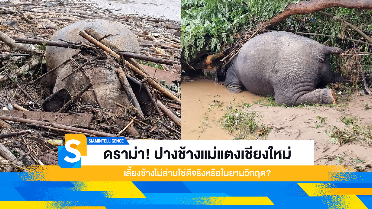 ดราม่า! ปางช้างแม่แตงเชียงใหม่ เลี้ยงช้างไม่ล่ามโซ่ดีจริงหรือในยามวิกฤต?