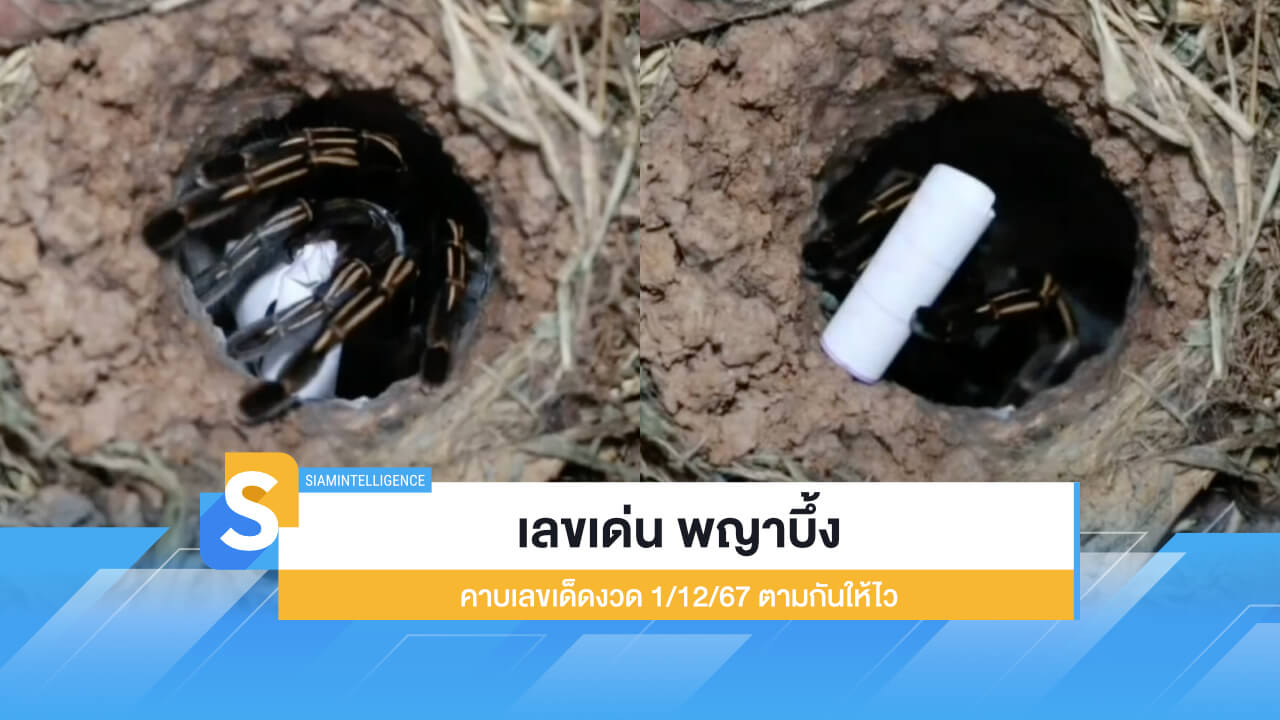 เลขเด่น พญาบึ้ง คาบเลขเด็ดงวด 1/12/67 ตามกันให้ไว ก่อนซื้อหวย!