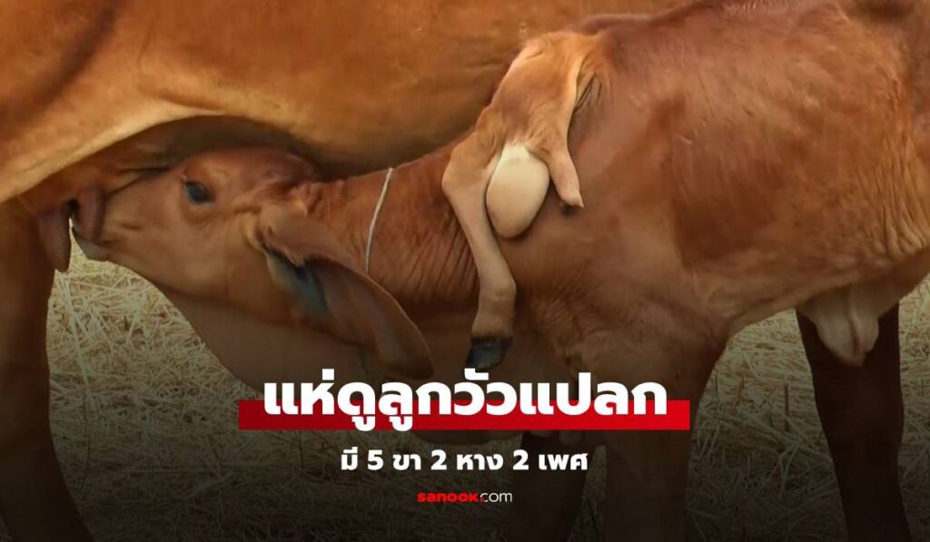 แห่ดู "ลูกวัวประหลาด" มี 5 ขา 2 หาง 2 เพศ เจ้าของเล่าความฝันก่อนแม่วัวคลอด
