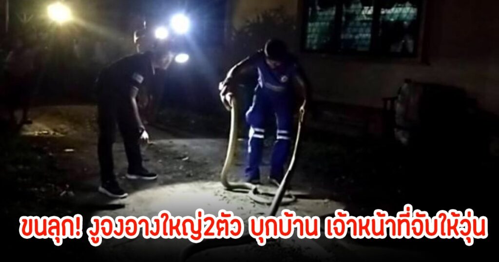 งูจงอางยักษ์คู่รัก บุกบ้านชาวสงขลา เจ้าหน้าที่เร่งจับก่อนเกิดอันตราย