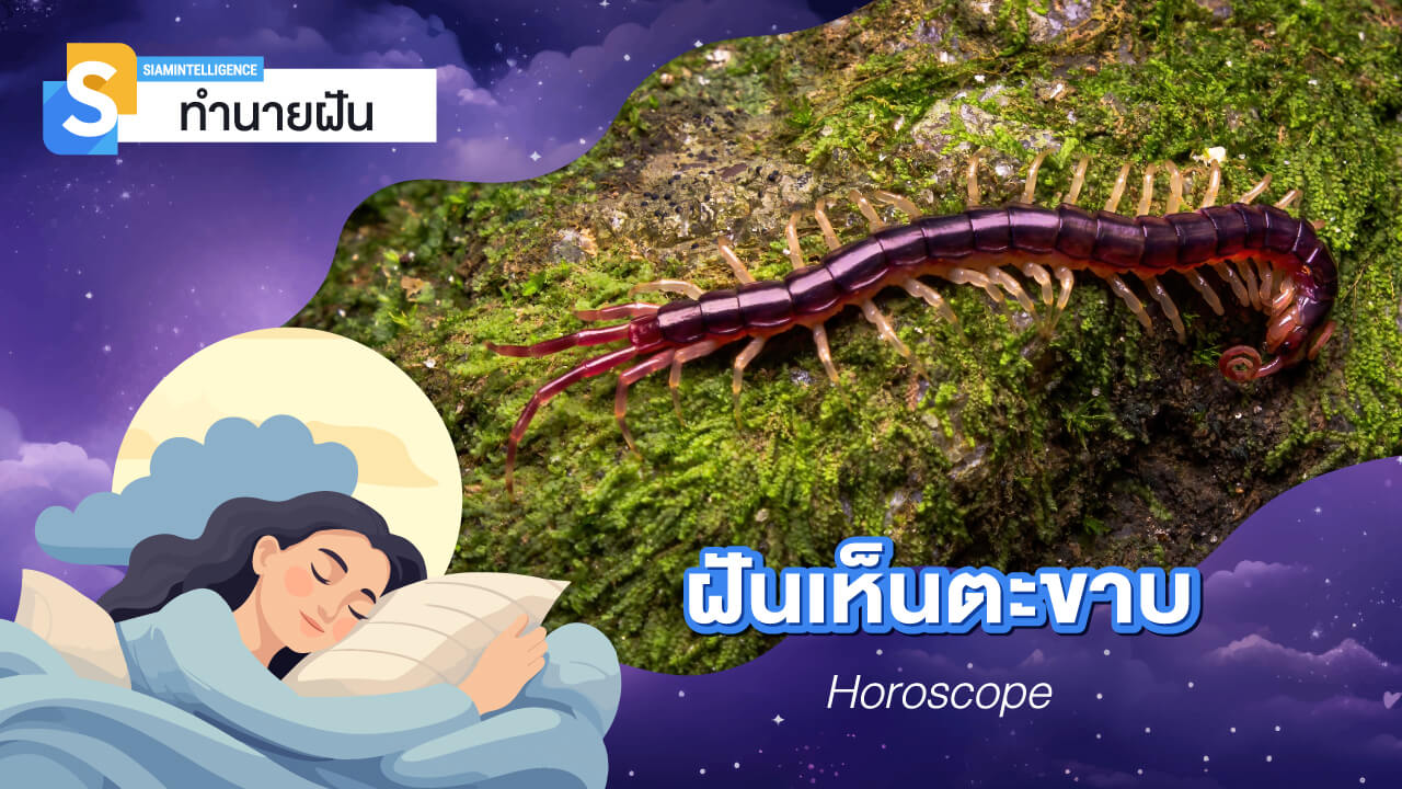 ฝันเห็นตะขาบ ตัวใหญ่ มีหลายตัวเยอะมาก ๆ เลขเด็ด ทำนายฝัน