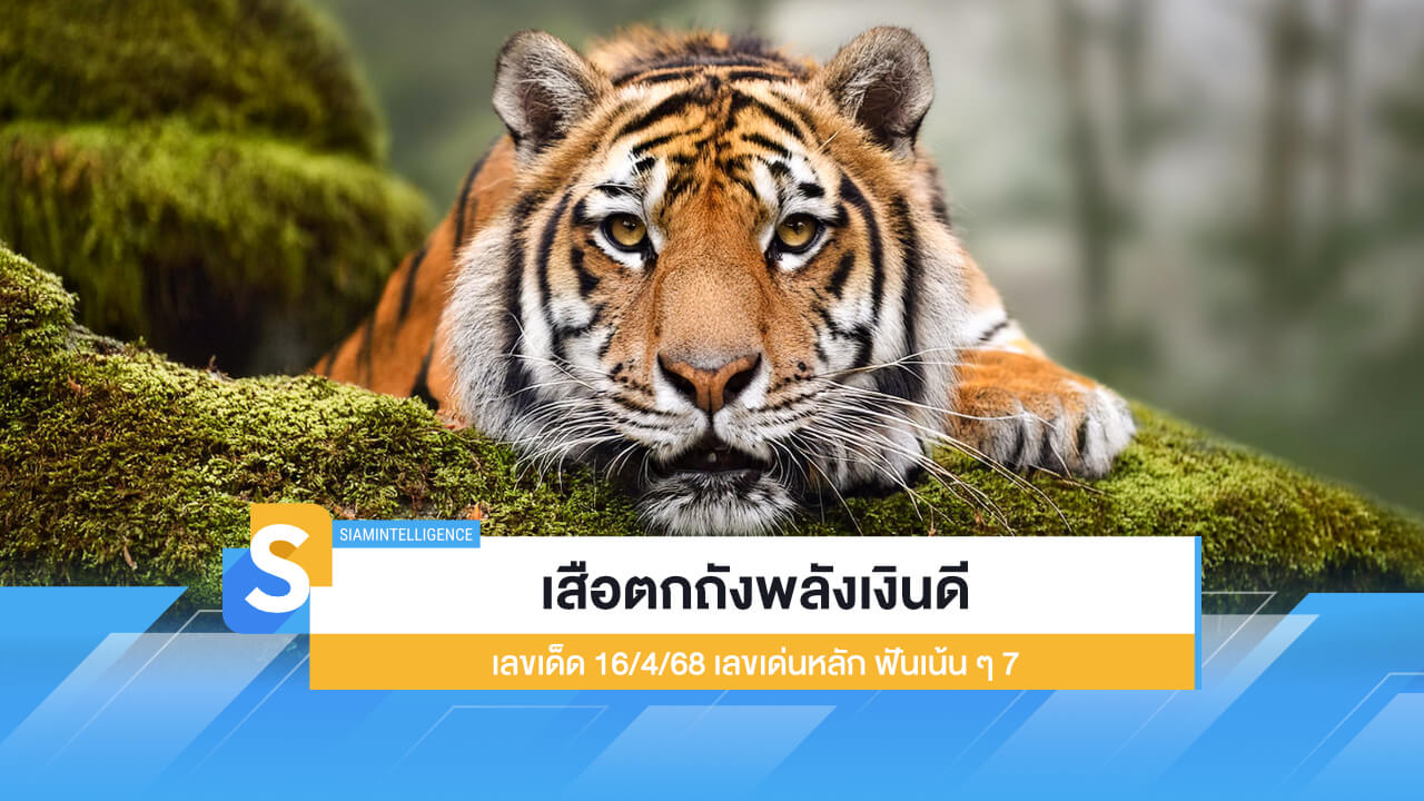 เสือตกถังพลังเงินดี เลขเด็ด 16/4/68 เลขเด่นหลัก ฟันเน้น ๆ 7