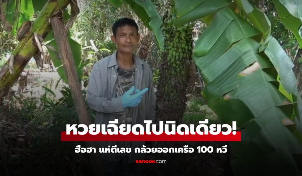 ฮือฮา กล้วยออกเครือยาว 100 หวี ชาวบ้านได้เลขหวังรวย เสียดาย หวยออกเฉียดไปนิดเดียว!