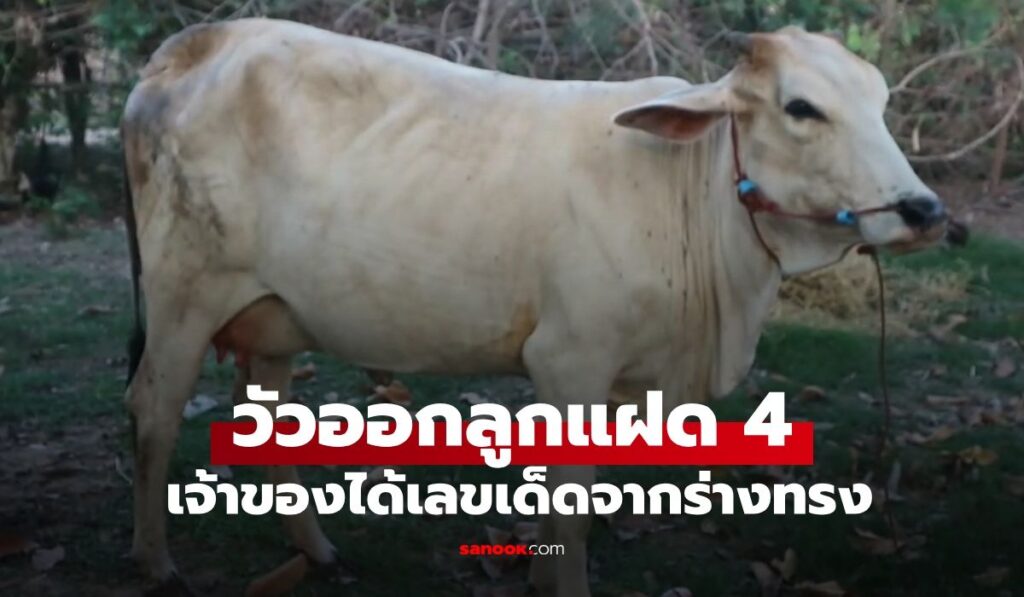 วัวออกลูกแฝด 4 ตัว เจ้าของฝันแปลก เชื่อเป็นลางโชคลาภ คนแห่บูชาได้เลขเด็ดจากร่างทรง