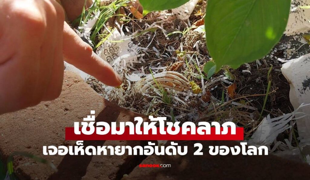 ได้กลิ่นเหม็นโชย ที่แท้ต้นตออยู่หน้าบ้าน เจอ "เห็ดหายาก" อันดับ 2 ของโลก