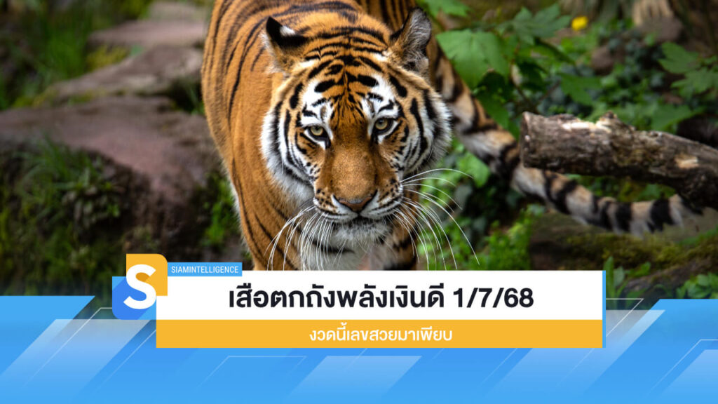 เสือตกถังพลังเงินดี 1/7/68 ออกแล้ว งวดนี้เลขสวยมาเพียบ
