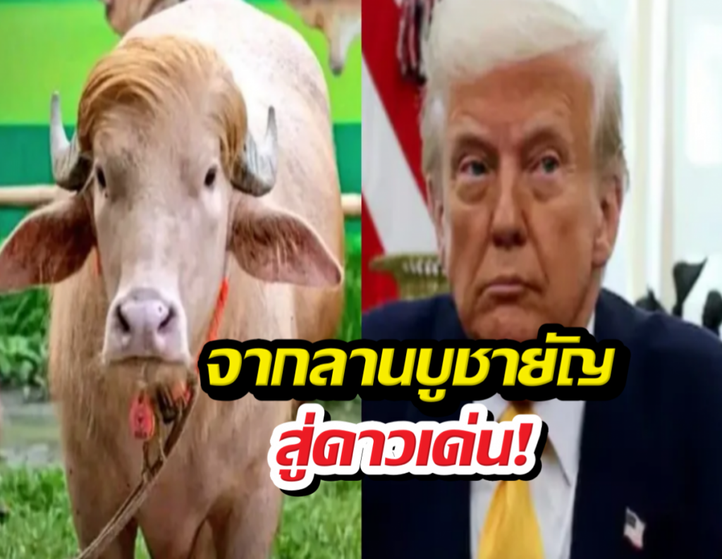 Split-screen image: left panel shows a light brown cow in a grassy area; right panel shows a serious-looking man in a dark suit and yellow tie indoors. Bold Thai caption overlays the bottom across both panels.