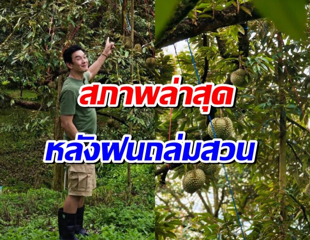 ชาคริตลุยสวนทุเรียนรับมือฝน หวังส่งความอร่อย