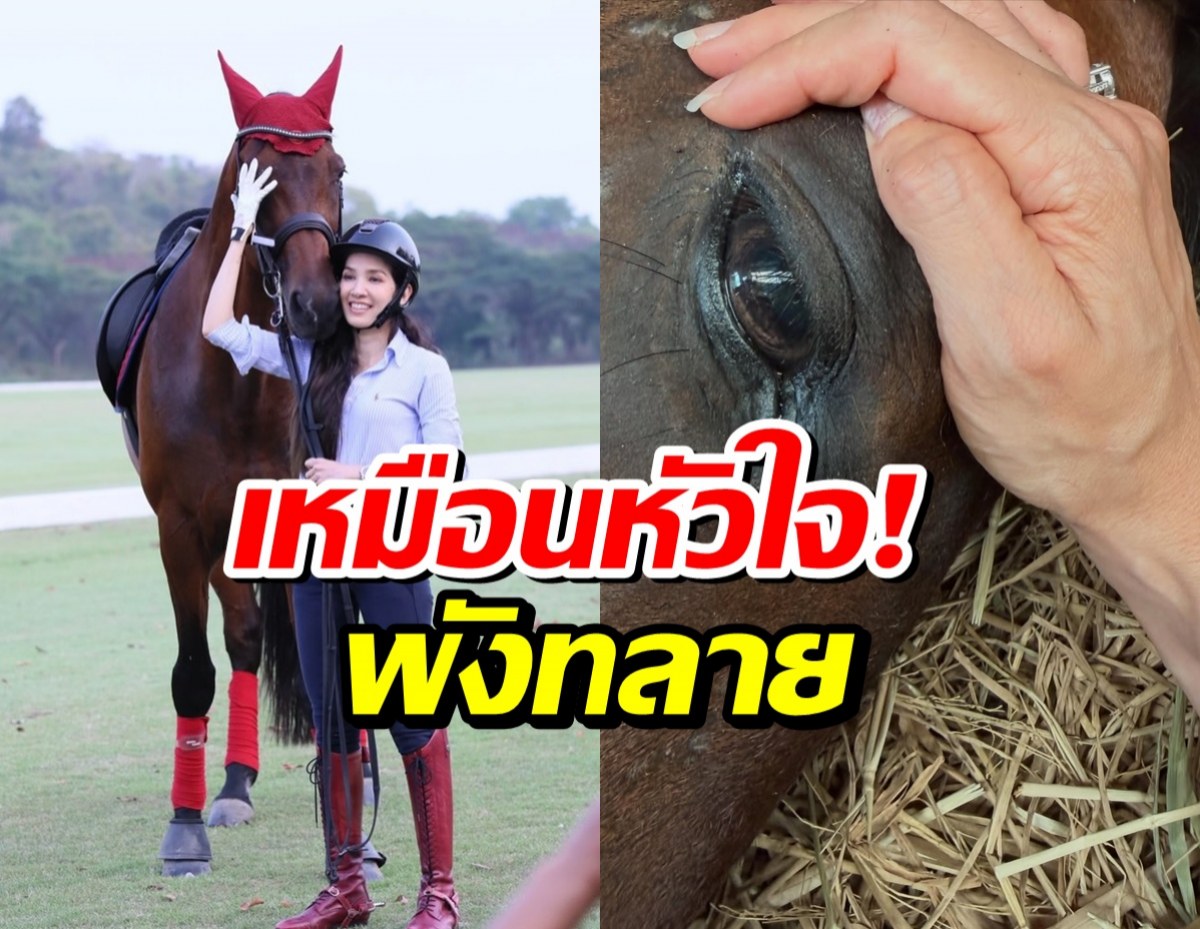 Split image: a smiling rider with a brown horse on a grassy field, plus a close-up of a horse’s eye being stroked by a hand.