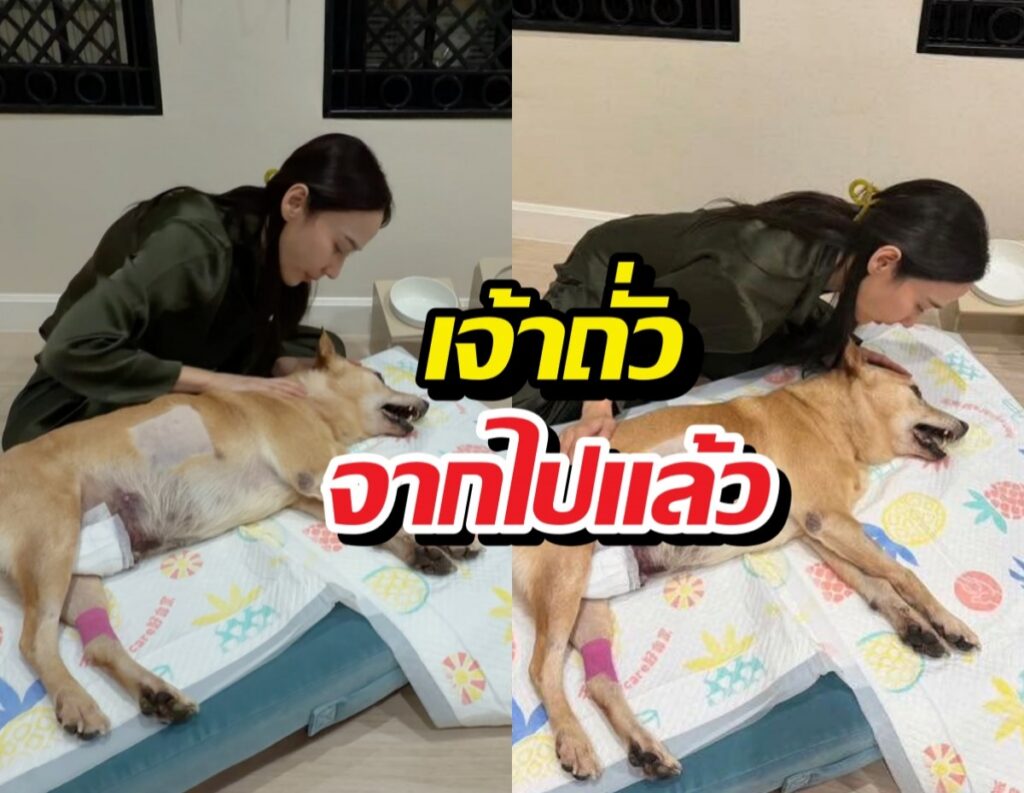 อาลัย 'เจ้าถั่ว' หมาอินดี้ขวัญใจชาวเน็ต